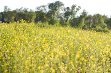 Alan sarı çiçekleri ile kaplıdır. Günbatımı ışık.