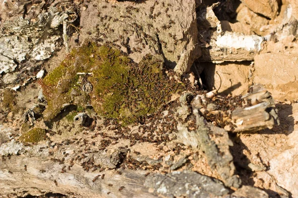 Formigas cavando em uma árvore velha na margem do rio . — Fotografia de Stock