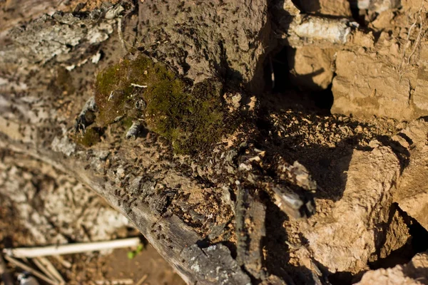 Mravenci, kopání v starého stromu na břehu řeky. — Stock fotografie