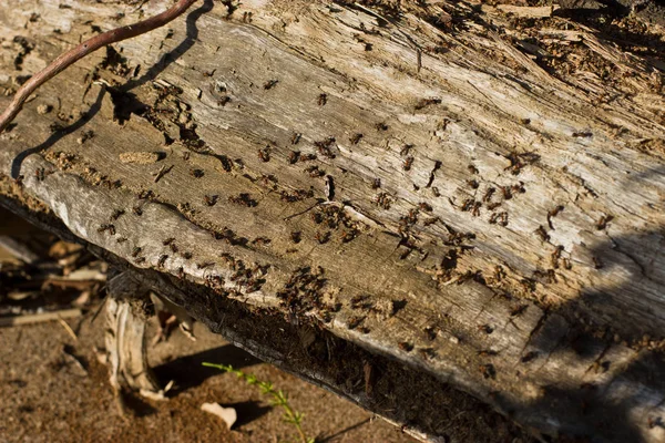 Hormigas cavando en un viejo árbol en la orilla del río . —  Fotos de Stock