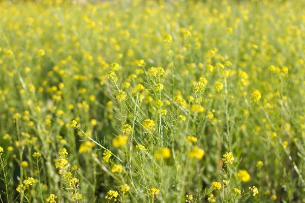 El campo está cubierto de flores amarillas. Luz del atardecer . —  Fotos de Stock
