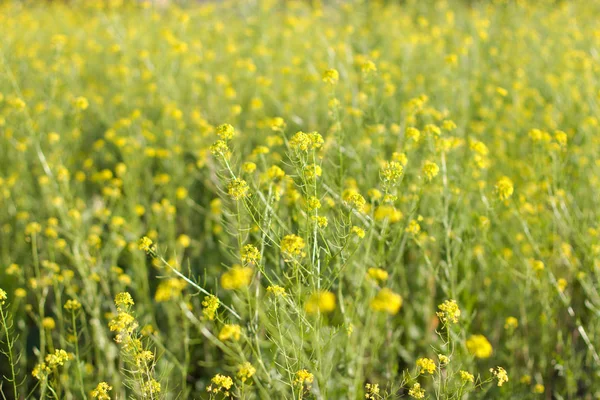 Het gebied is bedekt met gele bloemen. Zonsondergang licht. — Stockfoto