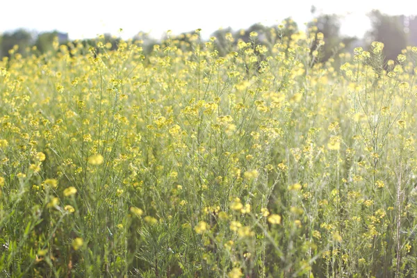 O campo é coberto com flores amarelas. Luz do pôr do sol . — Fotografia de Stock