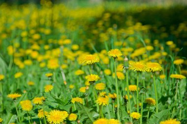 Sarı alan dandelions parkta, Ulyanovsk, Rusya Federasyonu