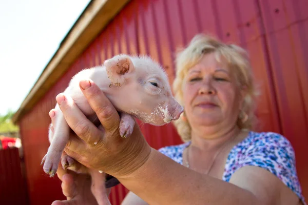 En kvinna utfodring mjölk en liten gris från en flaska med en stilla — Stockfoto