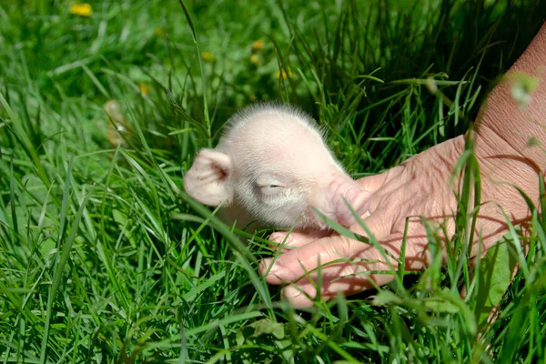 푸른 잔디에서 갓 태어난 새끼 돼지입니다. 울리야놉스크, 러시아. — 스톡 사진
