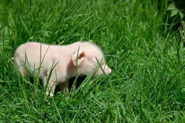 Новорожденный поросенок в зеленой траве. Ульяновская область, Россия . — стоковое фото