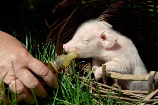 Feeding a newborn piglet in a basket from a bottle with a pacifi — Stock Photo, Image