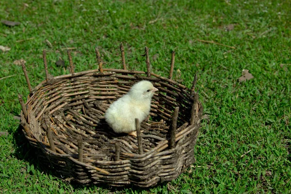 A small yellow chicken in a wicker basket. Green grass, spring s