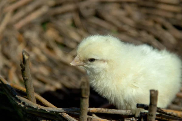 A small yellow chicken in a wicker basket. Green grass, spring s — Stock Photo, Image