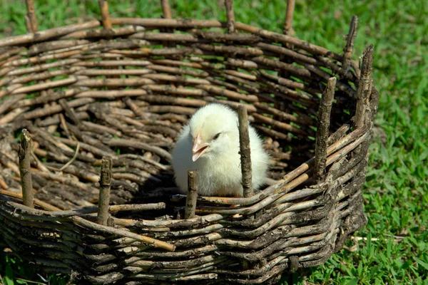 A kis sárga csirke egy fonott kosárban. Zöld fű, s tavasszal — Stock Fotó