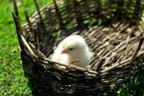 A small yellow chicken in a wicker basket. Green grass, spring s — Stock Photo, Image