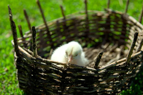 A small yellow chicken in a wicker basket. Green grass, spring s — Stock Photo, Image