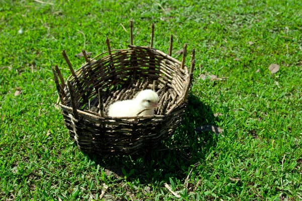 Küçük sarı tavuk bir hasır sepet içinde. Yeşil çimen, Bahar s — Stok fotoğraf