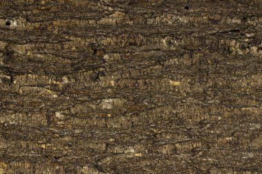 doğal ağaç kabuğu doku