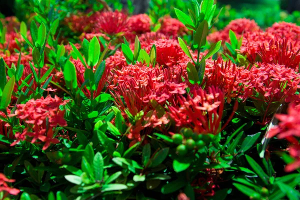 Flor Ixora Flor Espiga Vermelha Rei Ixora Florescendo Ixora Chinensis — Fotografia de Stock