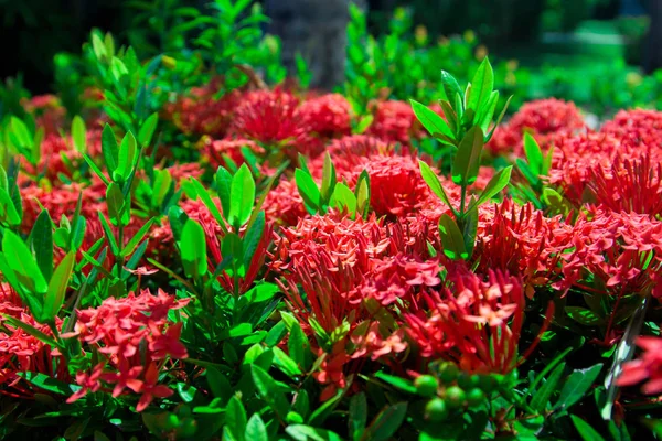 Flor Ixora Flor Espiga Vermelha Rei Ixora Florescendo Ixora Chinensis — Fotografia de Stock