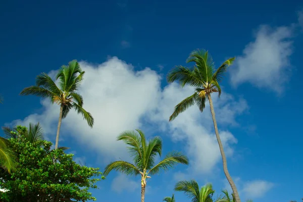 Kokospalmer Mot Den Blå Himlen Dominikanska Republiken — Stockfoto