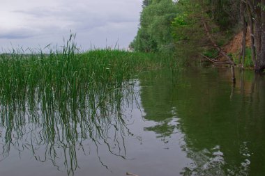 Yağmur sırasında defne nehir manzarası. Turist ormanının içinde temel