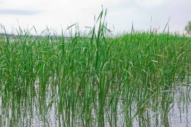 Su küçük bir yağmur sırasında sazlık. Turist ön plana temel