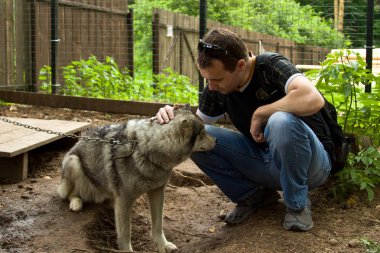 Köpekler doğurmak Husky köpek kulübesi. Ormanın içinde temel turizm. 