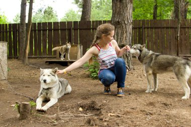 Köpekler doğurmak Husky köpek kulübesi. Ormanın içinde temel turizm. 