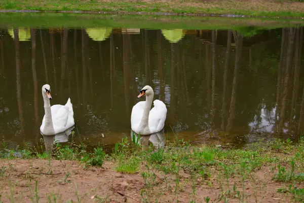 Ein Paar Schwäne in einem Teich. Touristenbasis im Wald. — Stockfoto