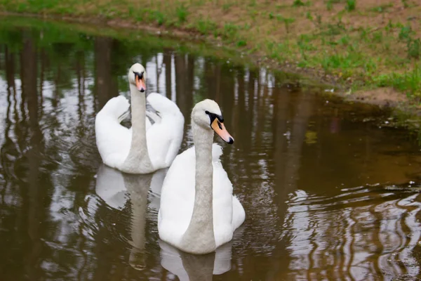 A pair of swans in a pond. Tourist base in the forest. — Stock Photo, Image