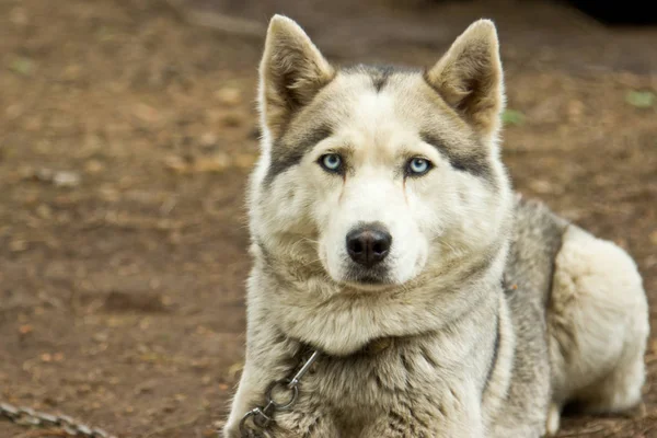 La perrera para perros cría a Husky. Base turística en el bosque . —  Fotos de Stock