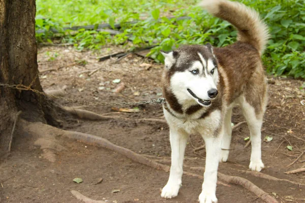 Kennel koirille kasvattaa Huskya. Turistiasema metsässä . — kuvapankkivalokuva