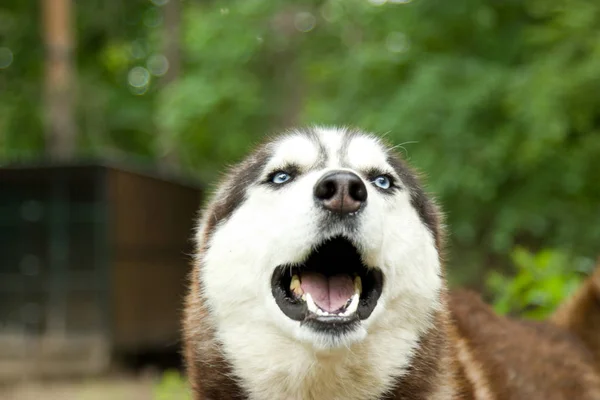 Chenil pour chiens de race Husky. Base touristique dans la forêt . — Photo