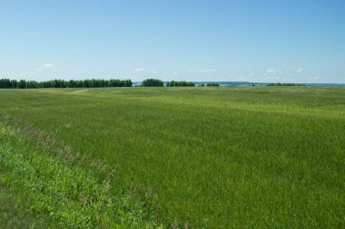Rus alanları güzellik. Güzel yaz görünümü. 