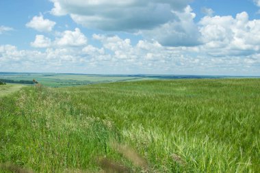 Rus alanları güzellik. Güzel yaz görünümü. 