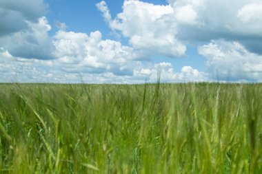 Rus alanları güzellik. Güzel yaz görünümü. 