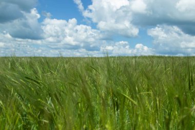 Rus alanları güzellik. Güzel yaz görünümü. 