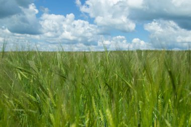 Rus alanları güzellik. Güzel yaz görünümü. 