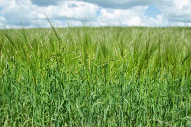 Rus alanları güzellik. Güzel yaz görünümü. 