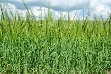 Rus alanları güzellik. Güzel yaz görünümü. 