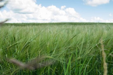 Rus alanları güzellik. Güzel yaz görünümü. 