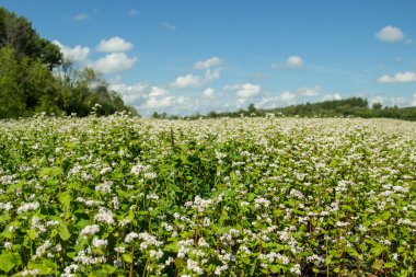 Çiçek açan buğday. Buğday alanı güneşli bir yaz. 