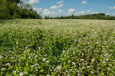 Çiçek açan buğday. Buğday alanı güneşli bir yaz. 