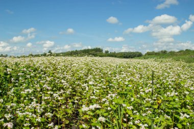Çiçek açan buğday. Buğday alanı güneşli bir yaz. 