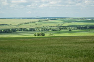 Rus alanları güzellik. Güzel yaz görünümü. 