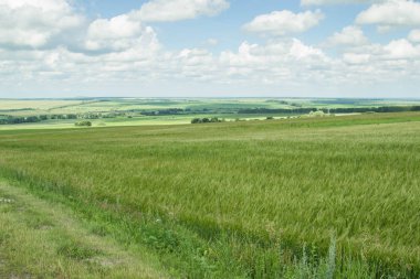 Rus alanları güzellik. Güzel yaz görünümü. 