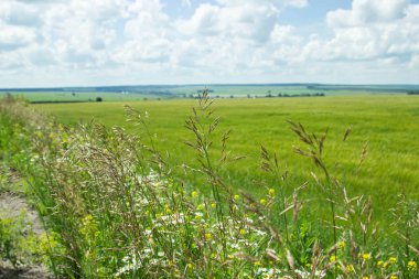 Rus alanları güzellik. Güzel yaz görünümü. 