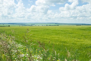 Rus alanları güzellik. Güzel yaz görünümü. 