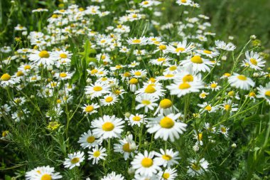 Sahada vahşi camomiles. 