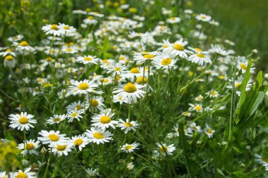 Sahada vahşi camomiles. 