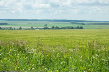 Rus alanları güzellik. Güzel yaz görünümü. 
