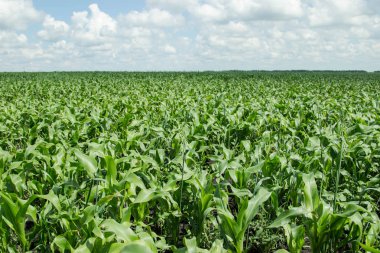 Genç mısır tarlası. Tataristan, Rusya Federasyonu